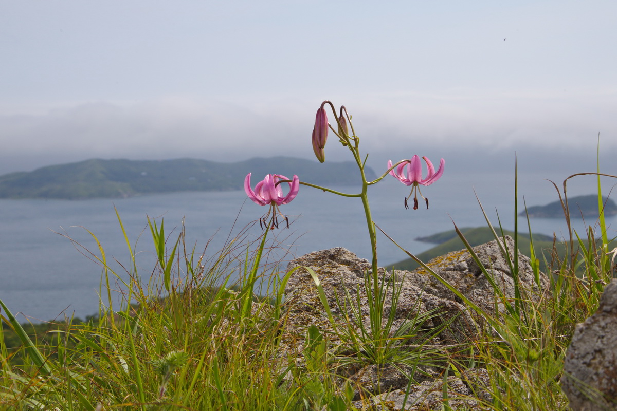 Image of Lilium cernuum specimen.