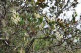 Agarista albiflora