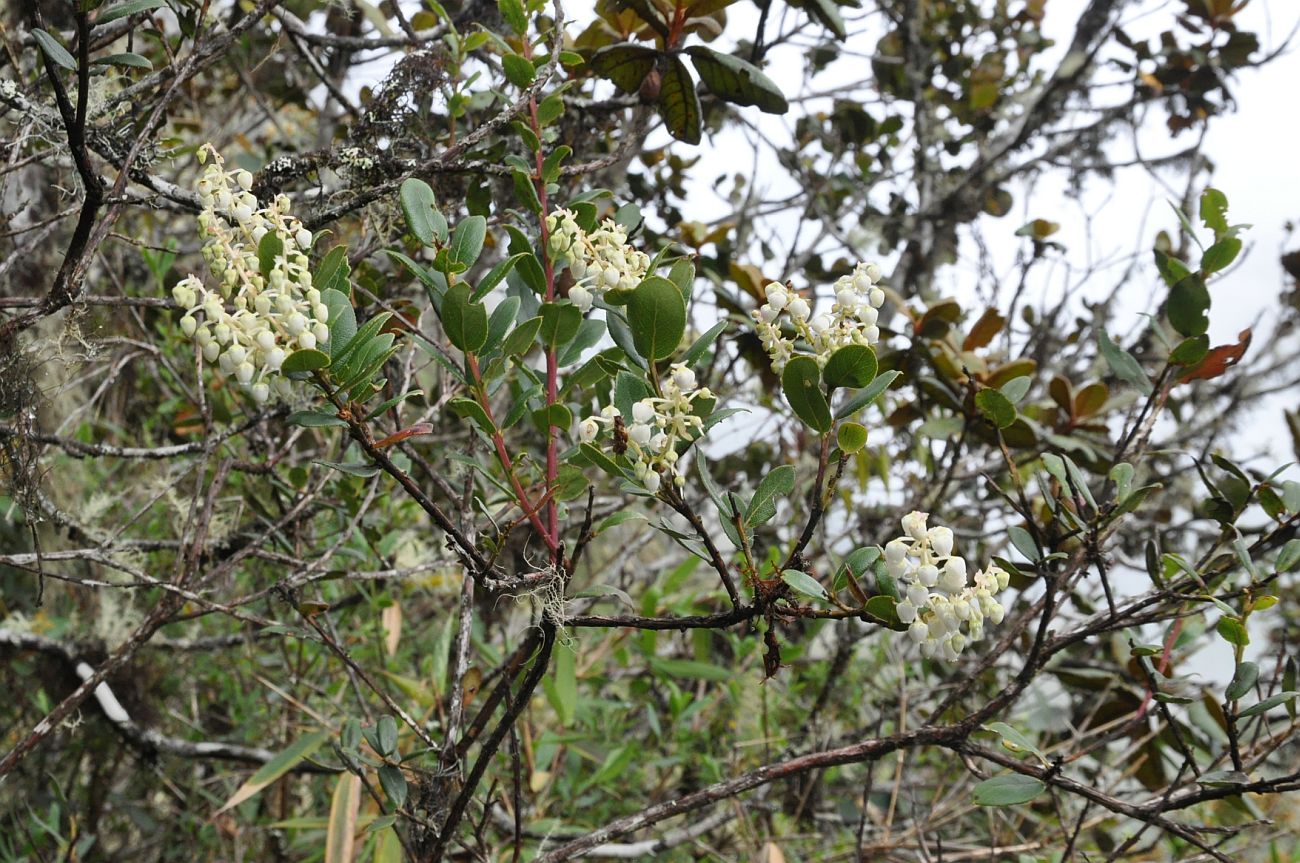 Изображение особи Agarista albiflora.