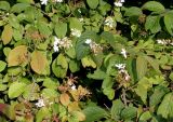 Viburnum plicatum