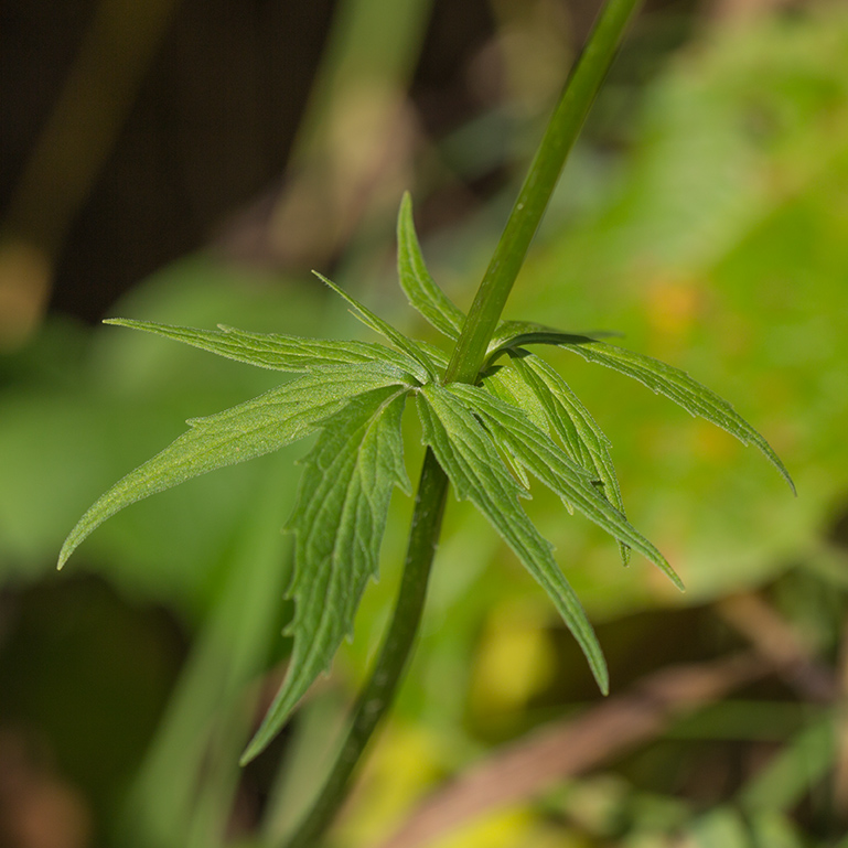 Image of genus Valeriana specimen.