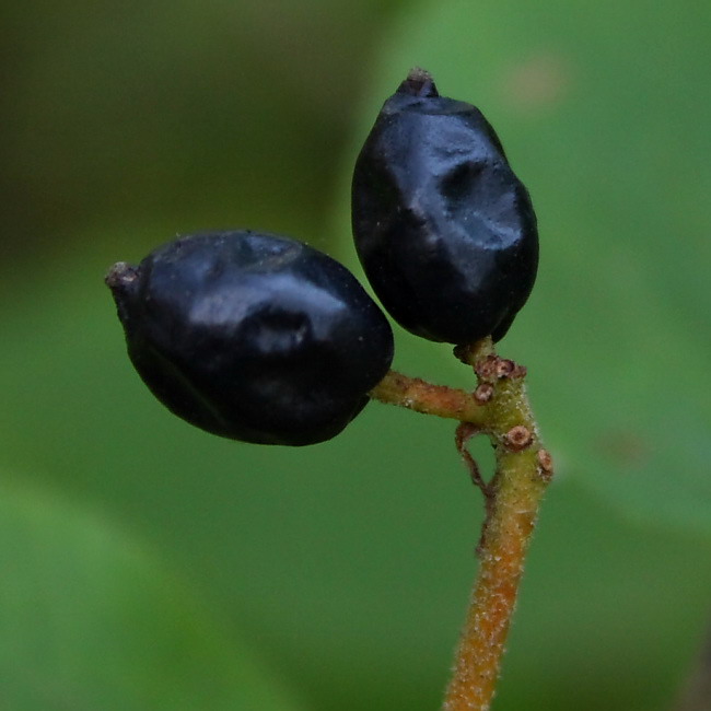 Image of Viburnum lantana specimen.