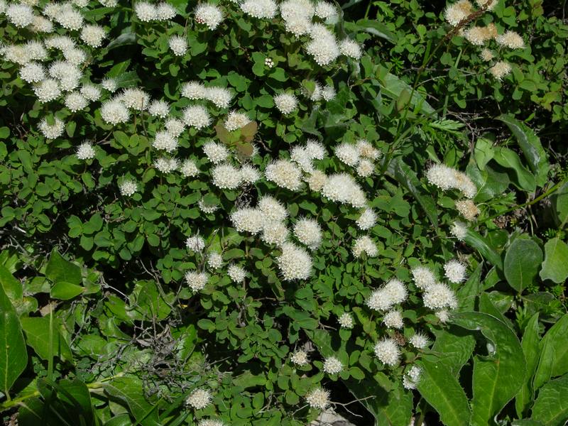 Image of Spiraea beauverdiana specimen.