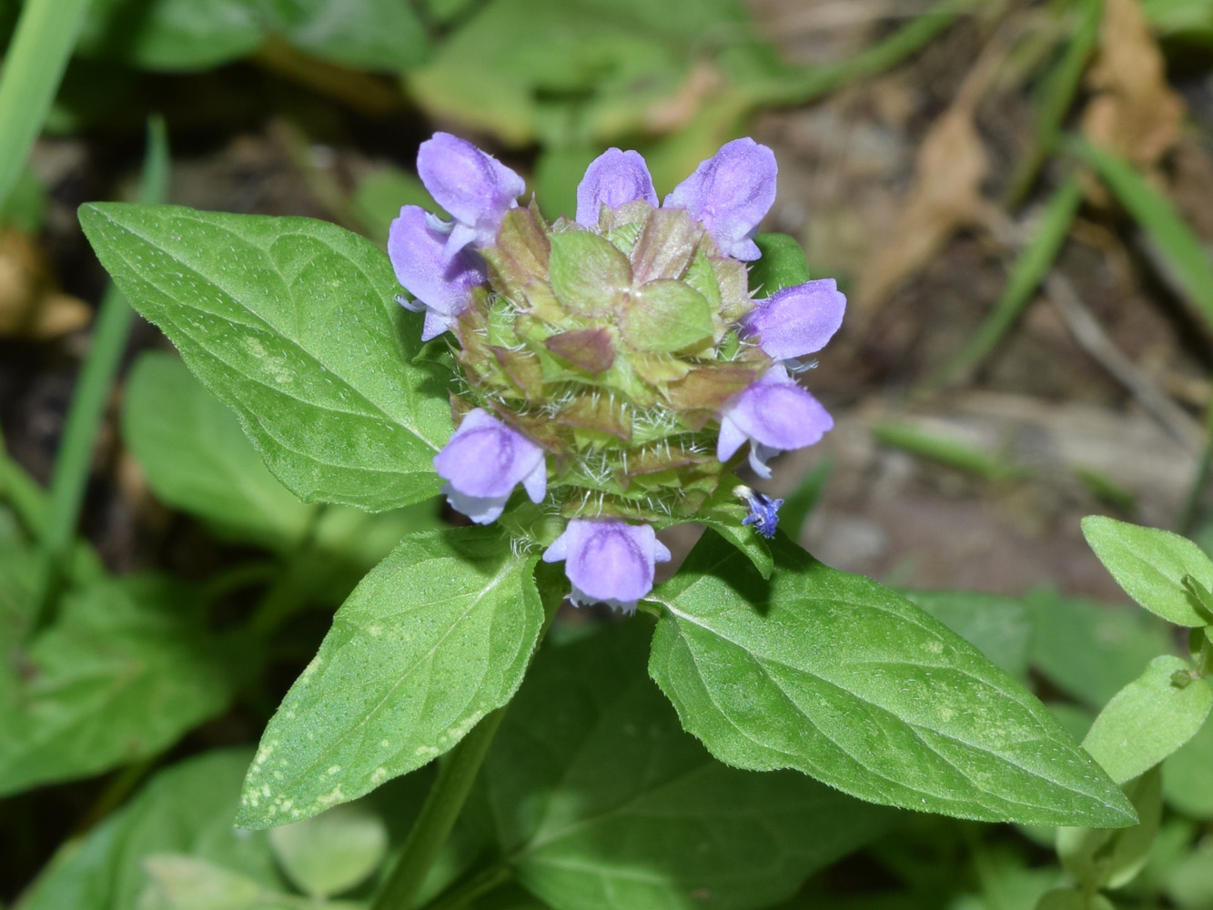 Image of Prunella vulgaris specimen.