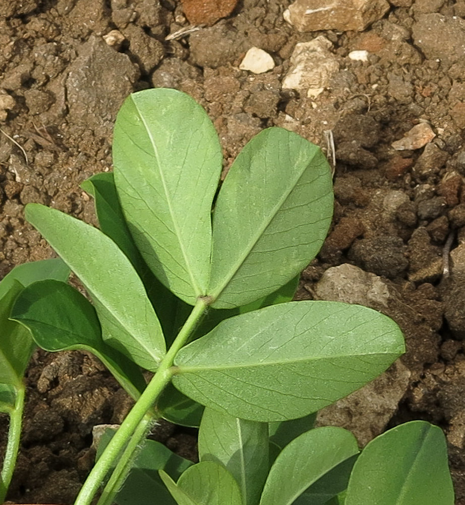 Image of Arachis hypogaea specimen.