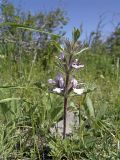 Phlomoides boraldaica. Цветущее растение. Южный Казахстан, хр. Боролдайтау, южный склон севернее Ильинки. 26.04.2007.