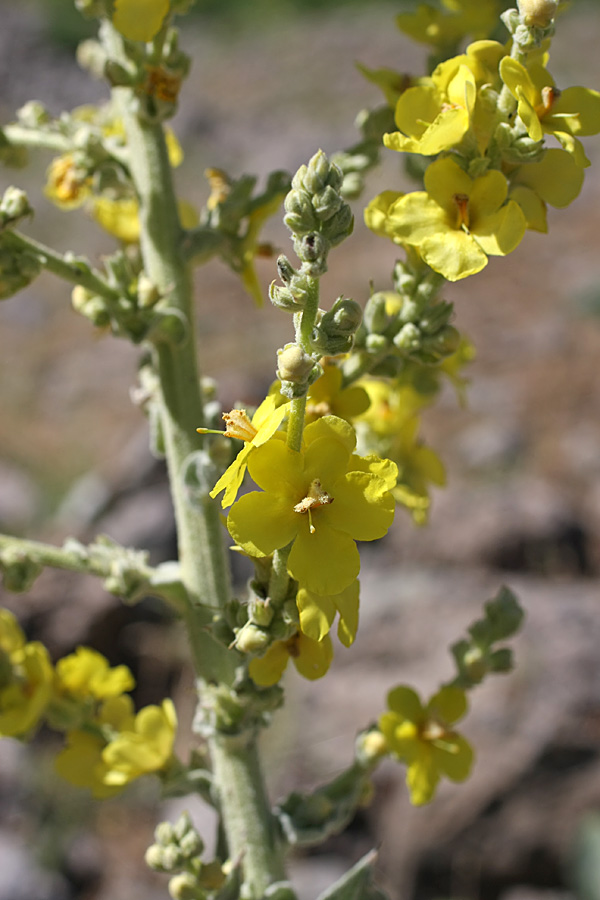 Image of Verbascum songaricum specimen.