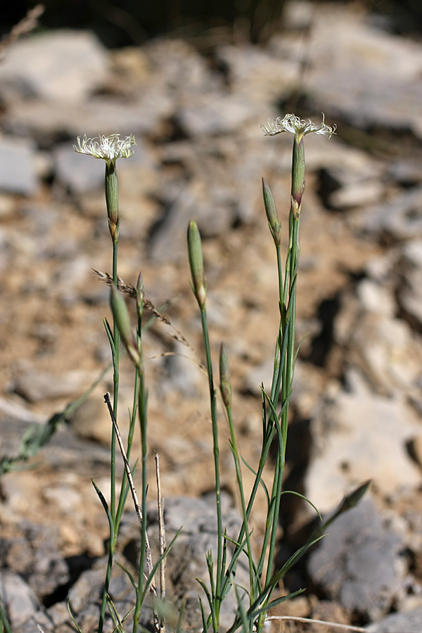 Image of Dianthus angrenicus specimen.