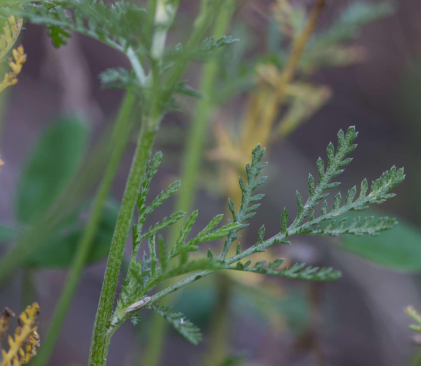 Image of Anthemis tinctoria specimen.