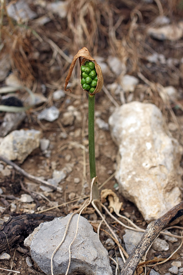 Image of Arum korolkowii specimen.