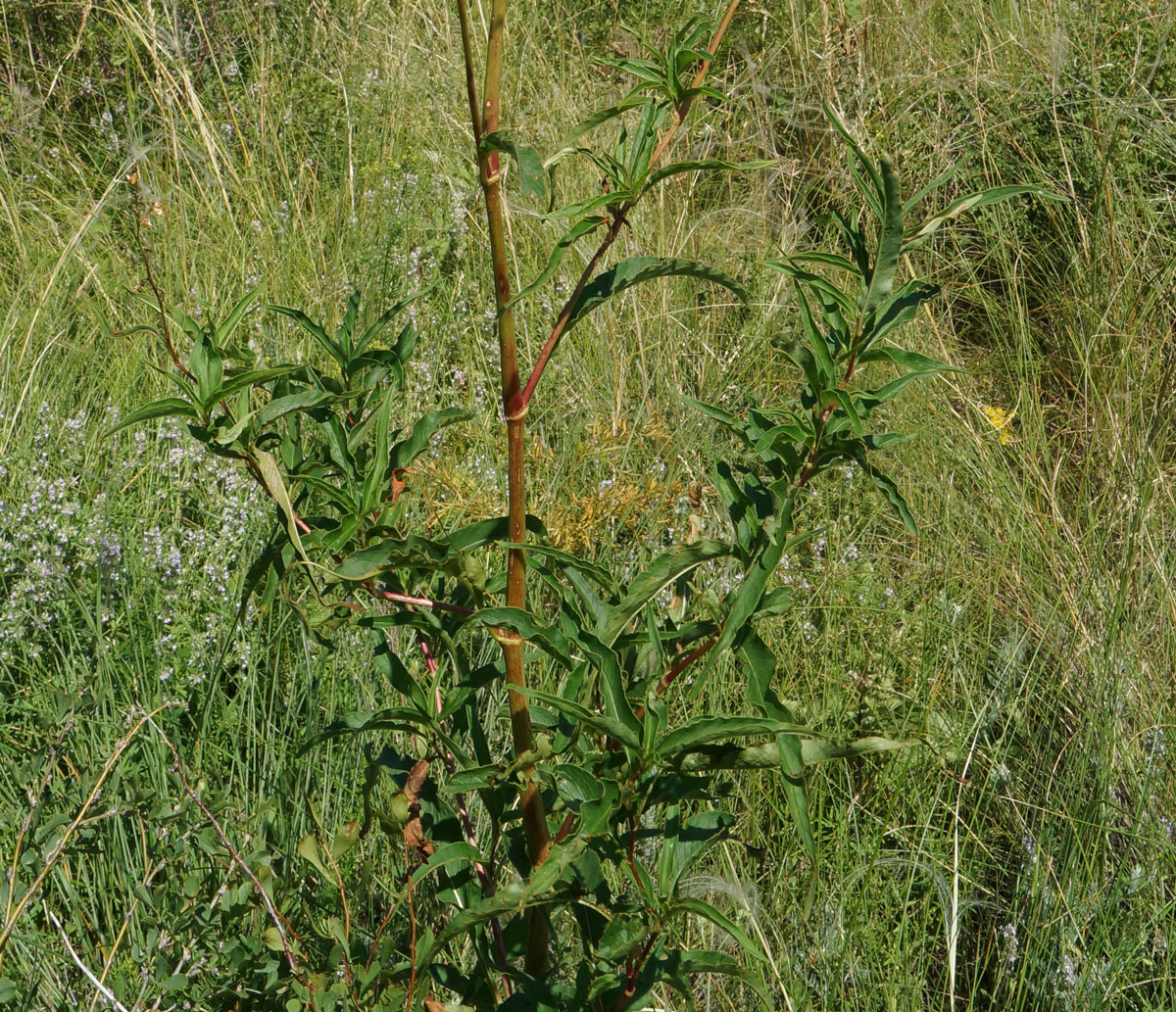 Изображение особи Aconogonon alpinum.