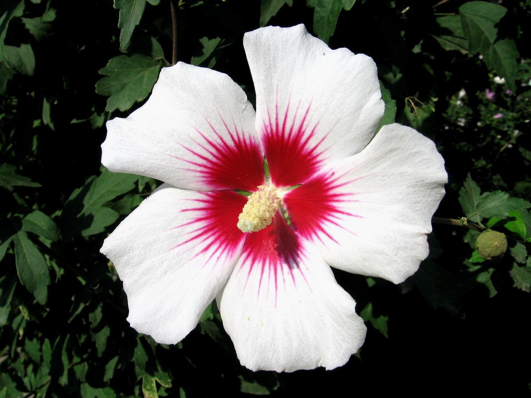 Image of Hibiscus syriacus specimen.