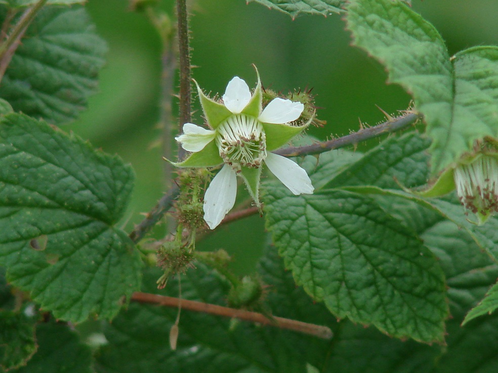 Изображение особи Rubus matsumuranus.