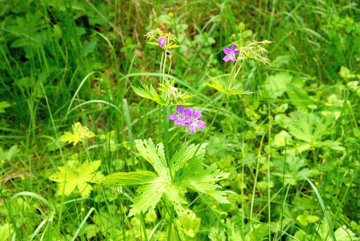 Image of Geranium sylvaticum specimen.