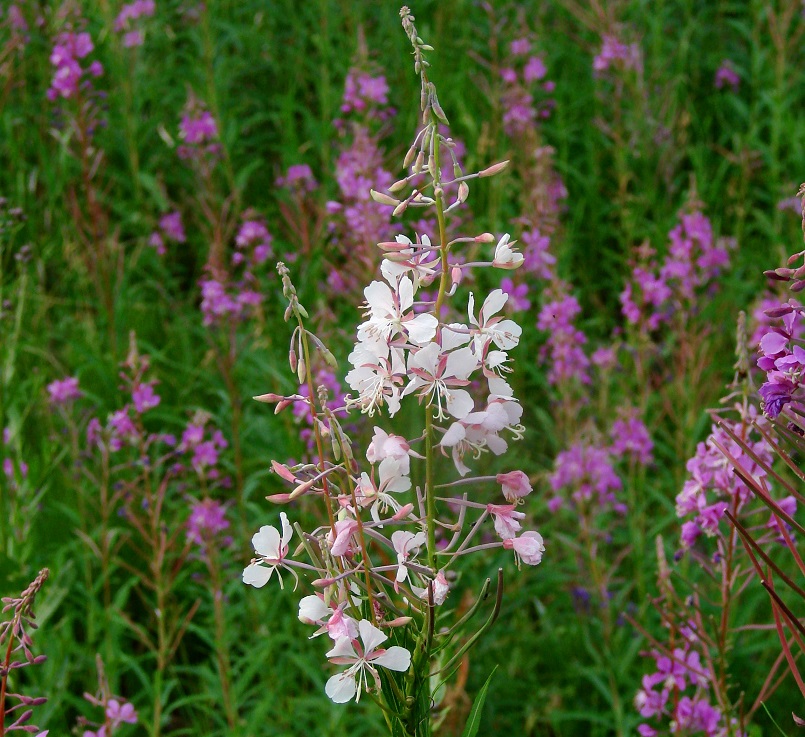 Image of Chamaenerion angustifolium specimen.