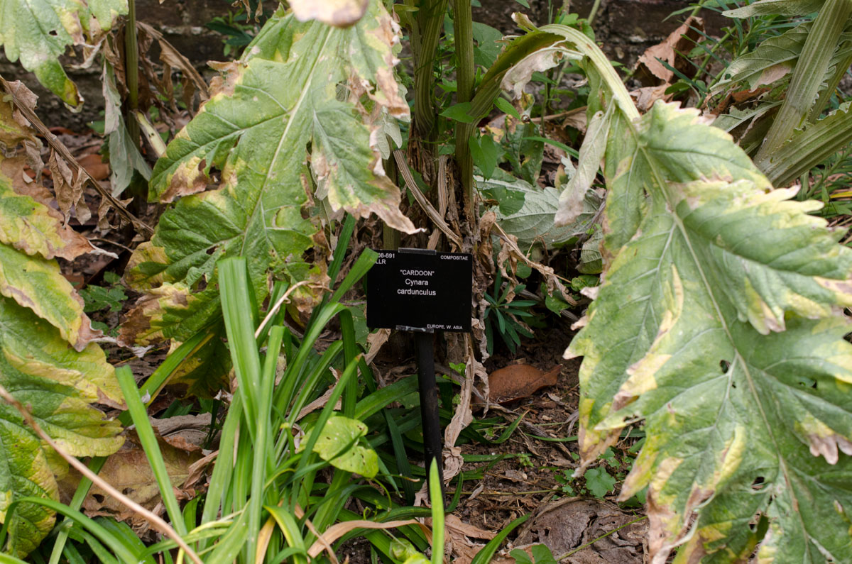 Изображение особи Cynara cardunculus.