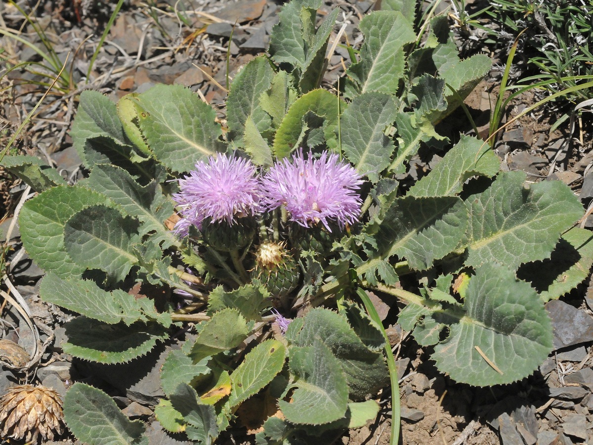 Изображение особи Klasea lyratifolia.