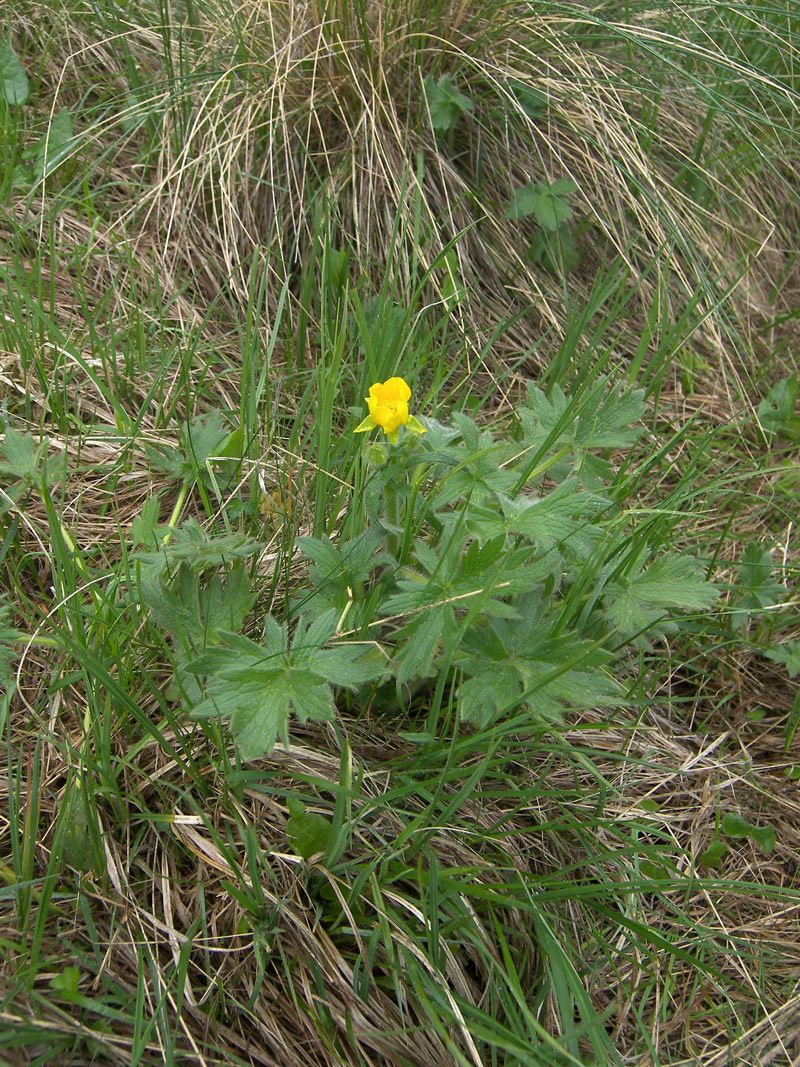 Image of Ranunculus grandiflorus specimen.