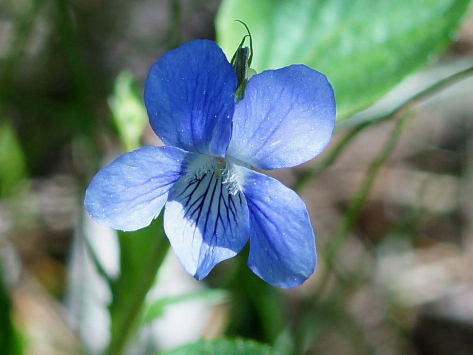 Image of Viola canina specimen.