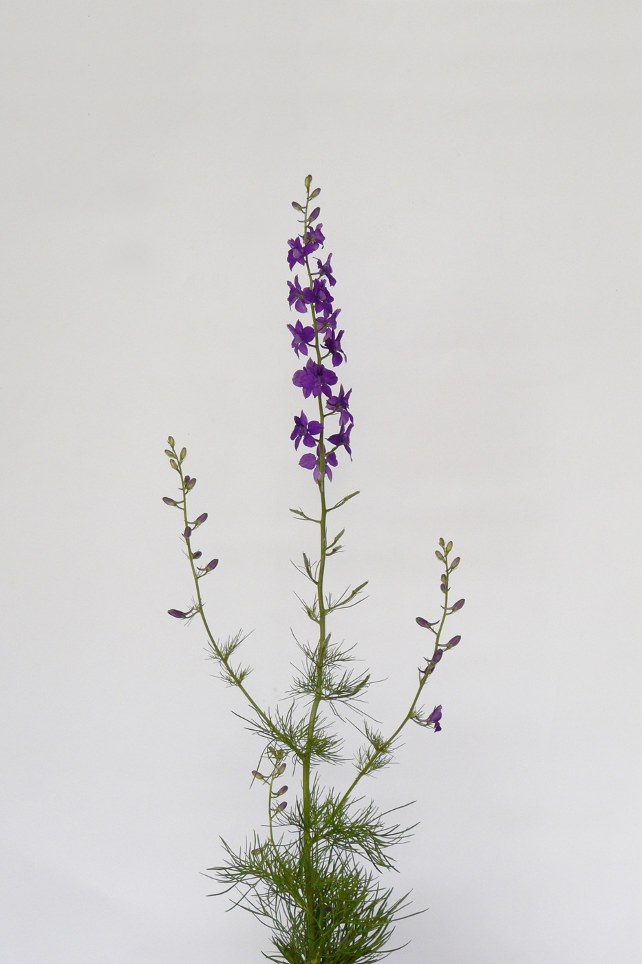 Image of Delphinium ajacis specimen.