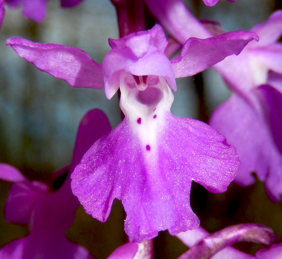 Изображение особи Orchis mascula.