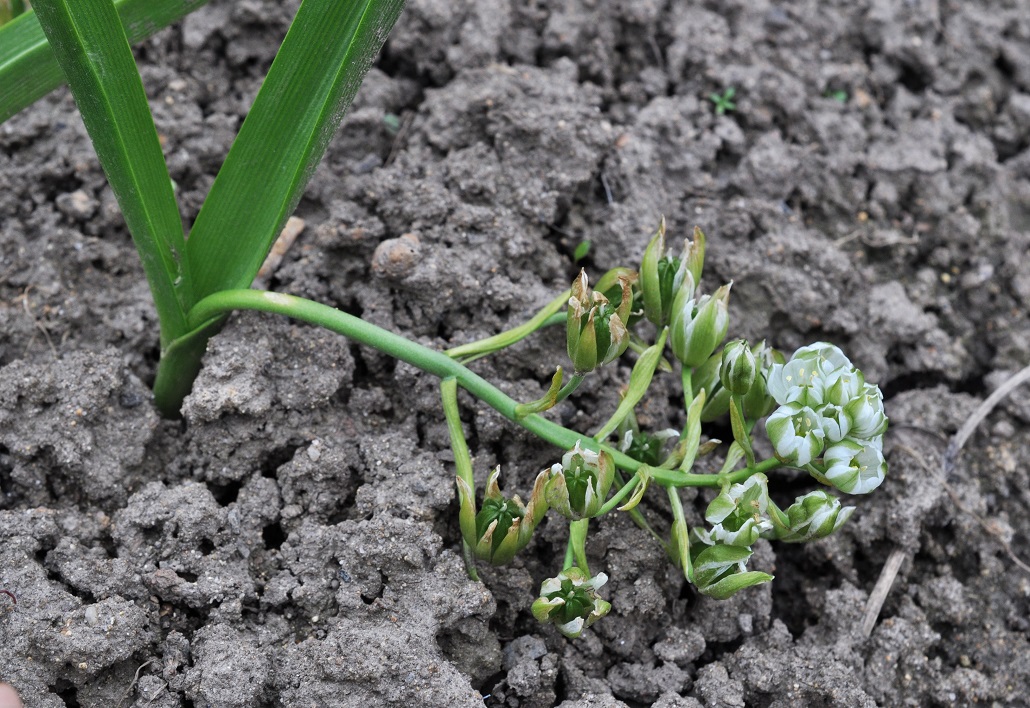 Изображение особи род Ornithogalum.