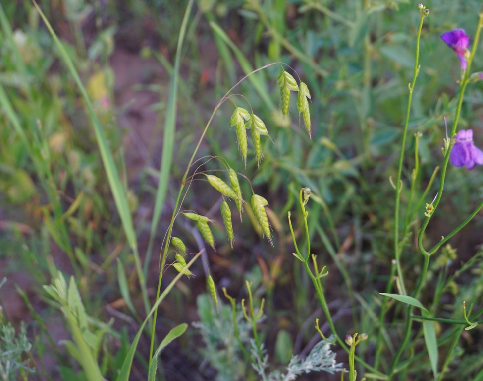 Image of genus Bromus specimen.