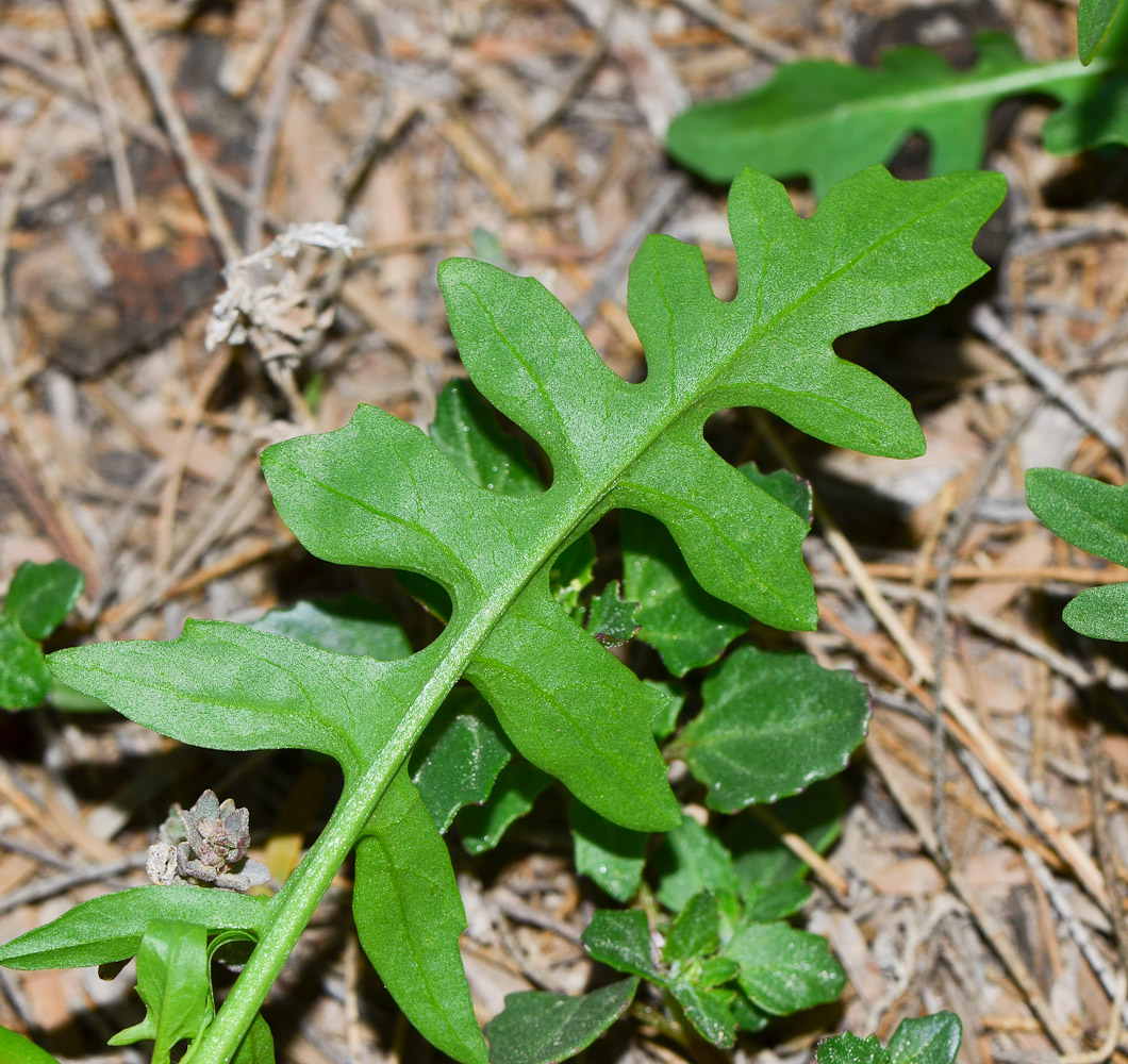 Image of Sisymbrium irio specimen.