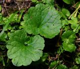 Glechoma hederacea