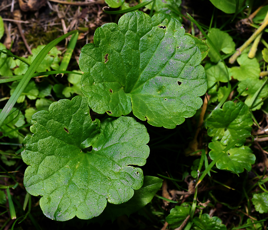 Image of Glechoma hederacea specimen.