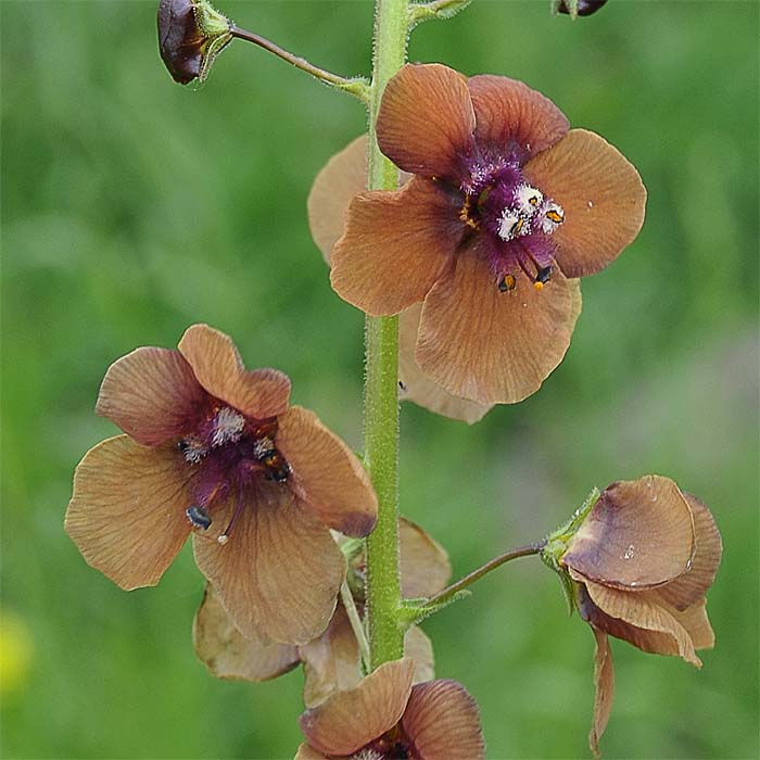 Image of Verbascum phoeniceum specimen.