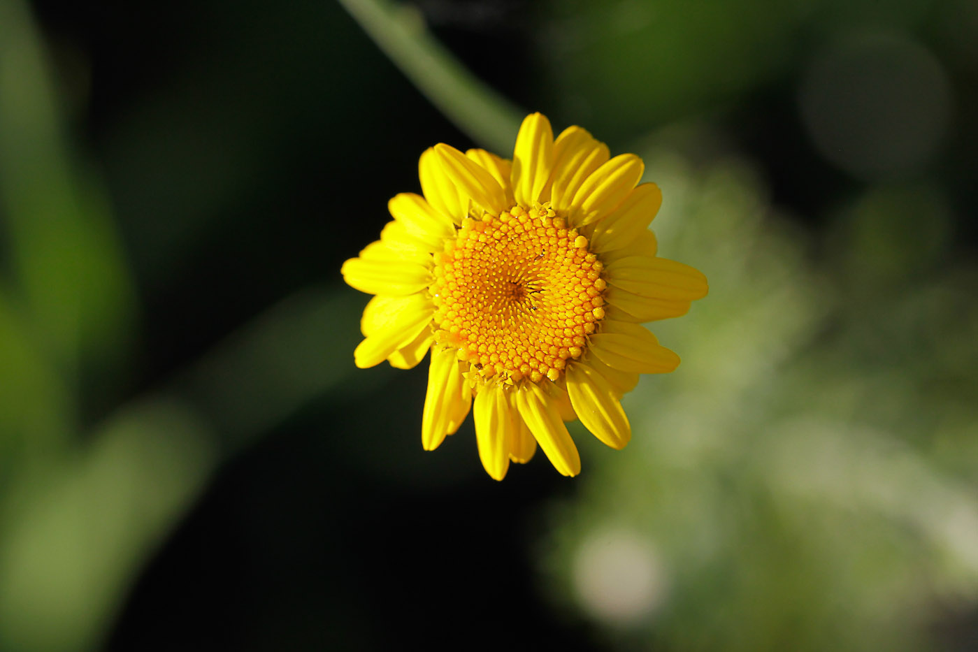 Image of Anthemis tinctoria specimen.