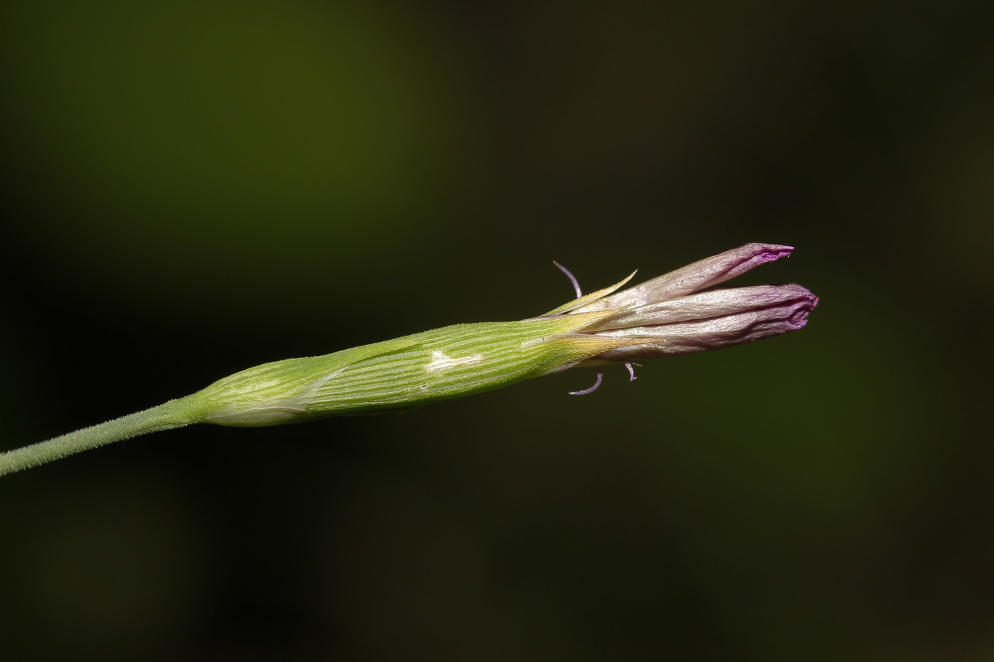 Изображение особи Dianthus deltoides.