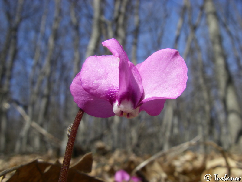 Изображение особи Cyclamen coum.