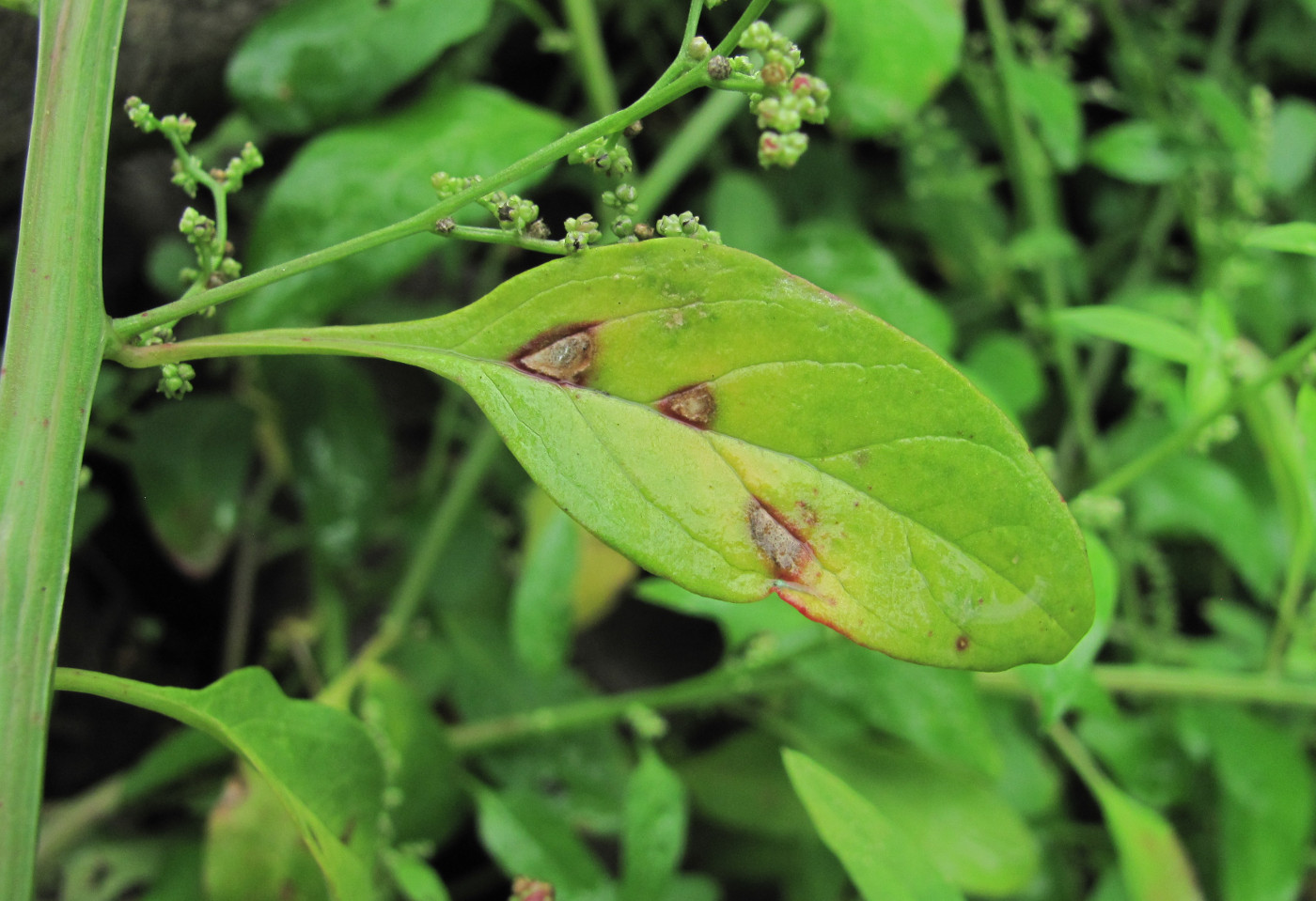 Изображение особи Lipandra polysperma.