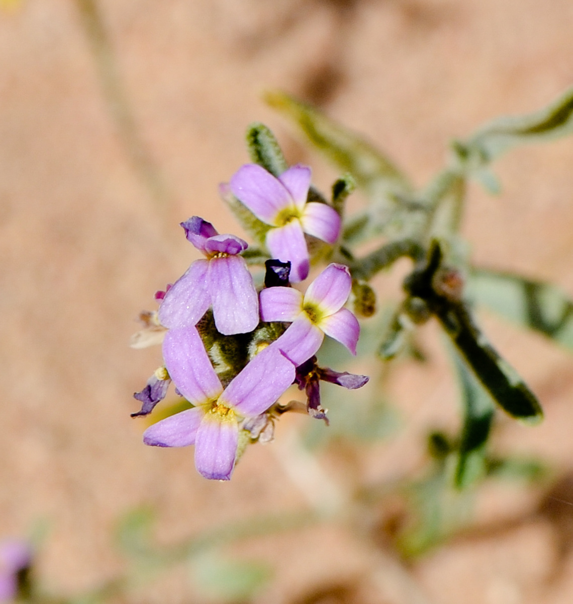 Изображение особи Eremobium aegyptiacum.