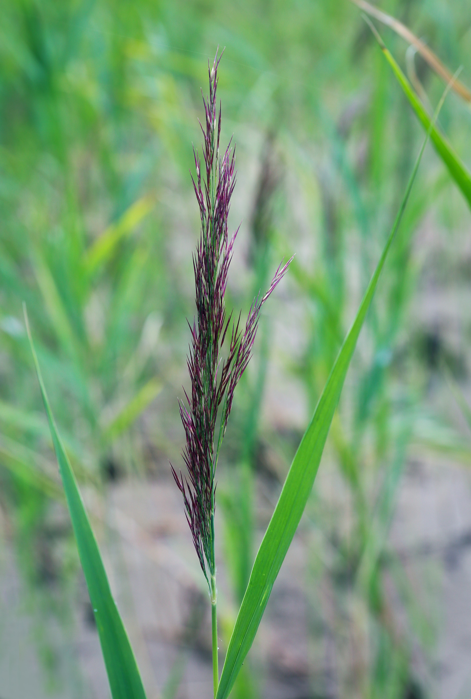 Изображение особи Phragmites australis.