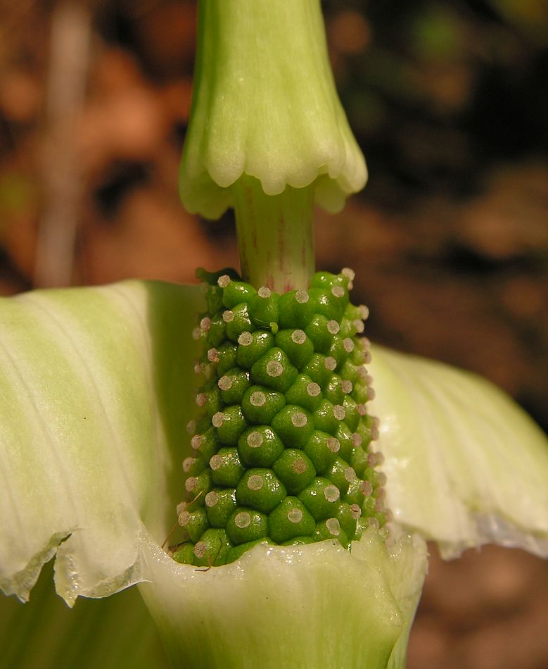 Изображение особи Arisaema robustum.