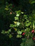 Ribes alpinum