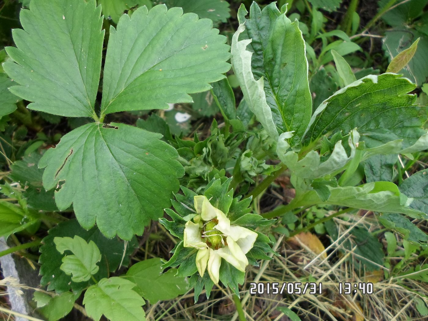 Image of Fragaria &times; ananassa specimen.