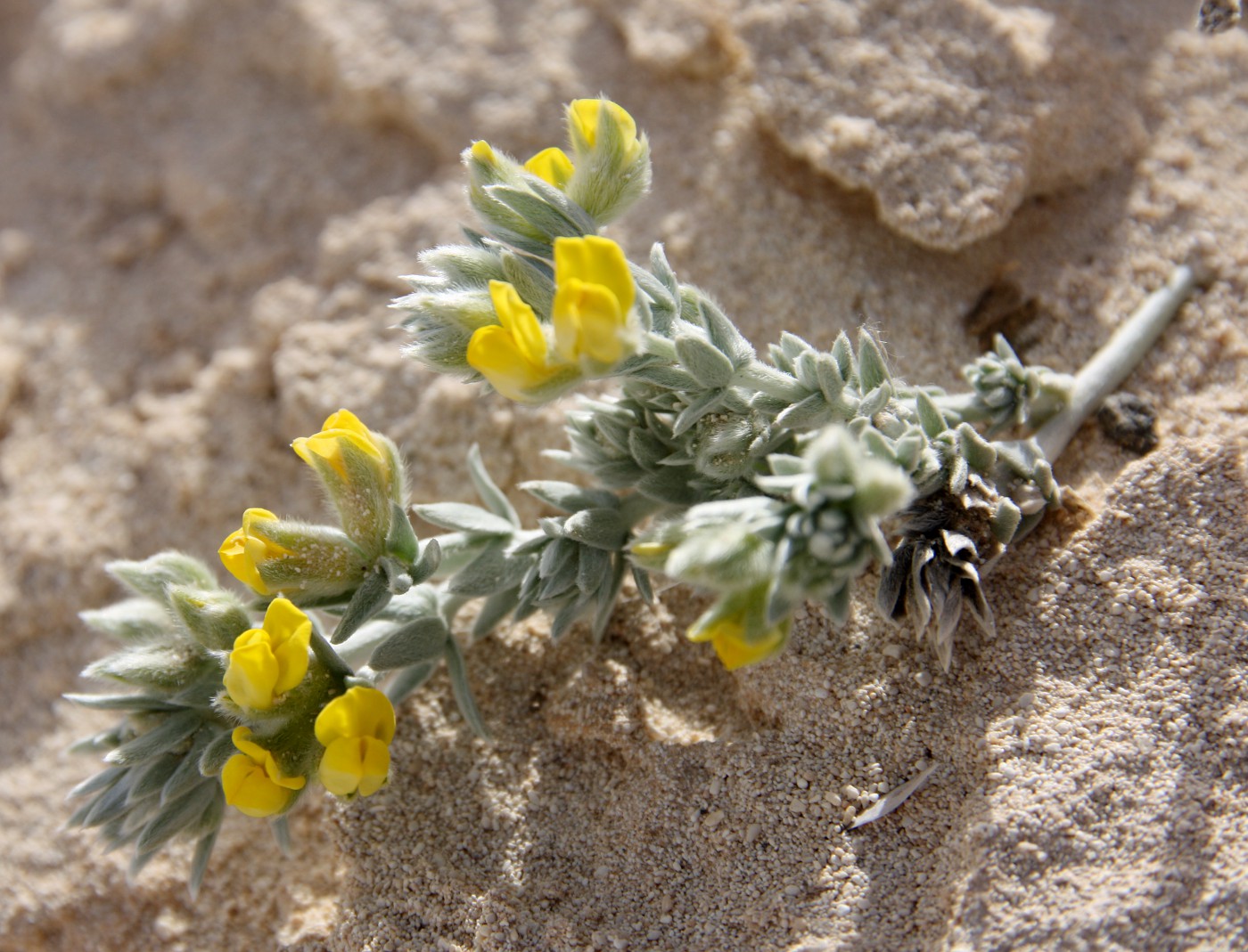 Image of Lotus polyphyllus specimen.