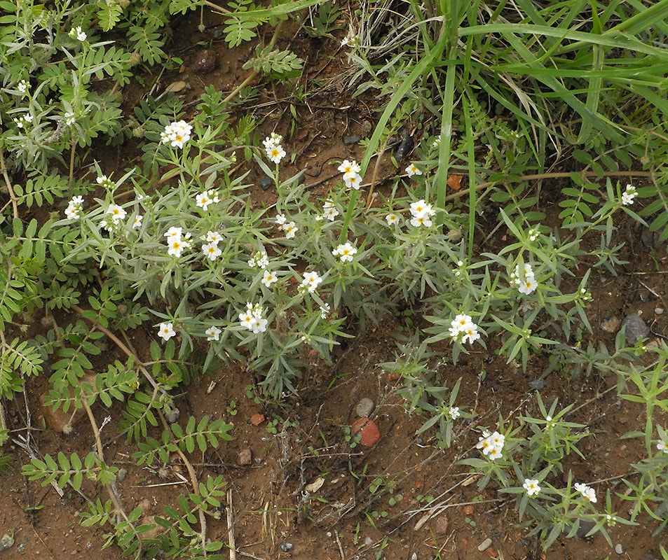 Изображение особи Heliotropium mendocinum.