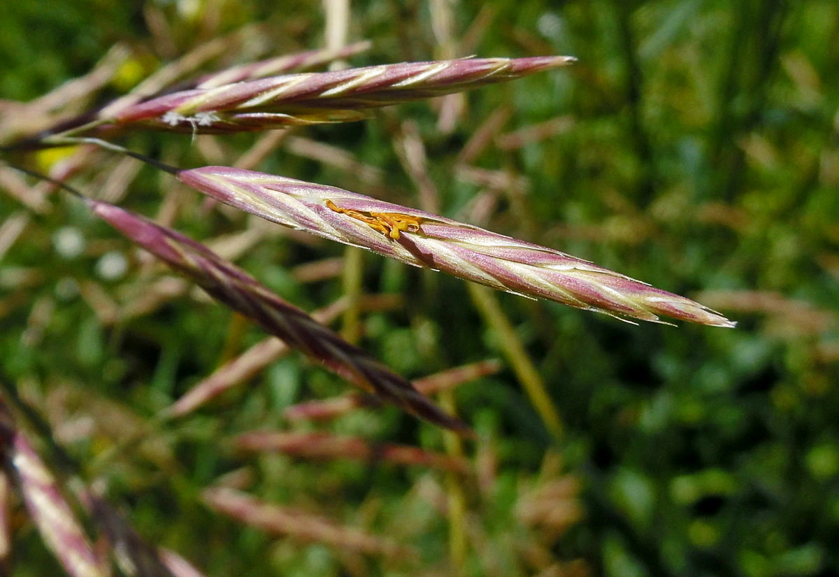 Image of Bromopsis inermis specimen.