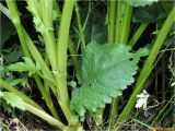 Cirsium oleraceum. Прикорневая часть растения. Украина, Ивано-Франковская обл., Болеховский горсовет, Козакивский сельсовет, окр. с. Козакивка, урочище Бассарабка, зарастающая вырубка. 16.07.2017.