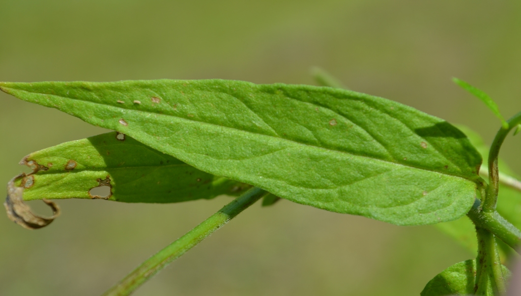 Image of Melampyrum nemorosum specimen.