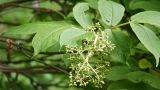 Sambucus kamtschatica