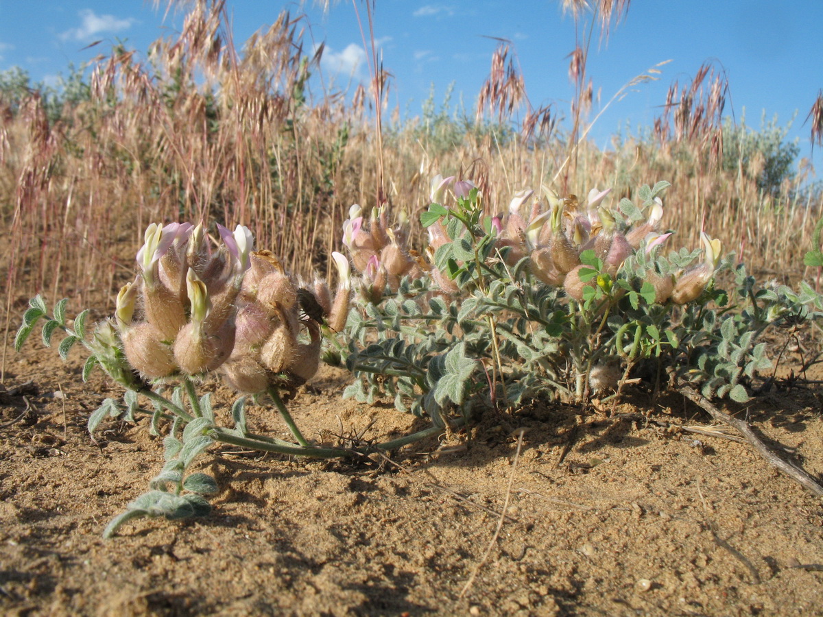 Image of Astragalus chaetodon specimen.