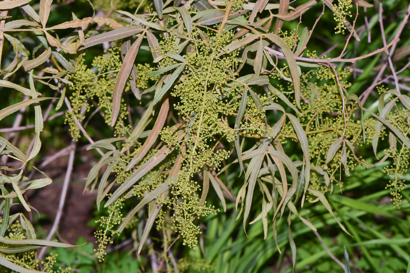 Image of Searsia lancea specimen.