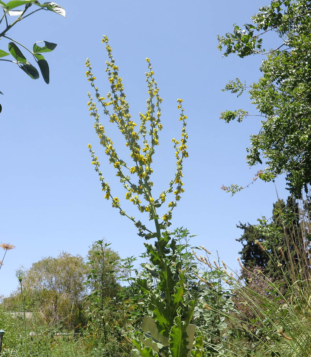 Image of Verbascum jordanicum specimen.