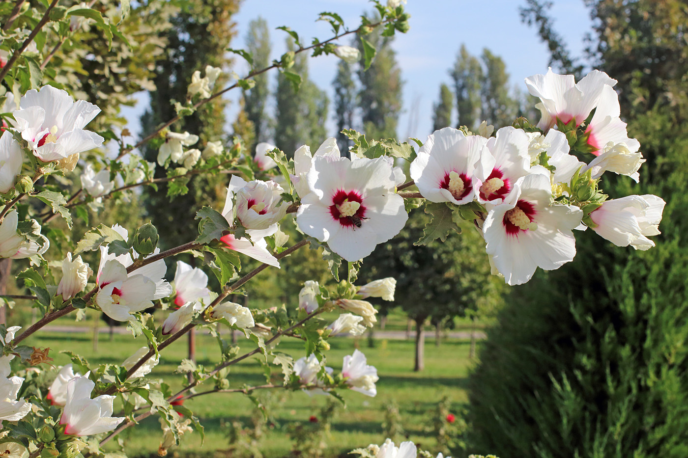 Изображение особи Hibiscus syriacus.